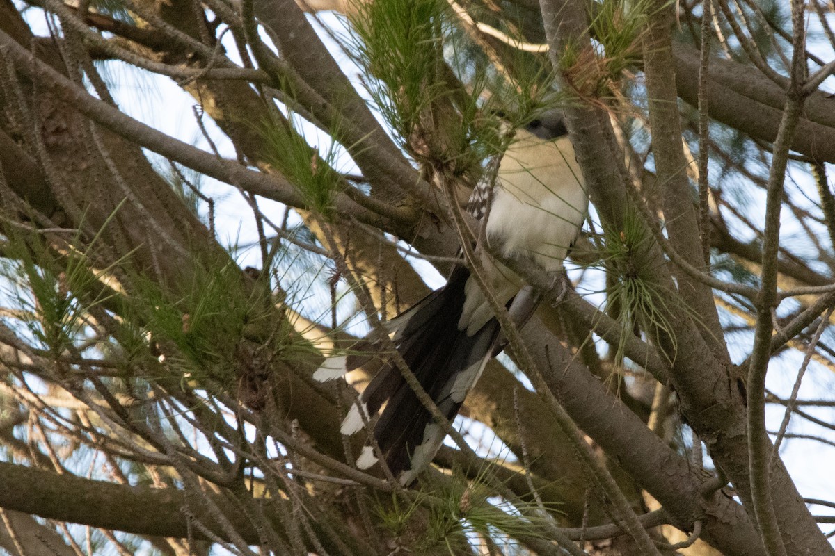 Great Spotted Cuckoo - ML616502467