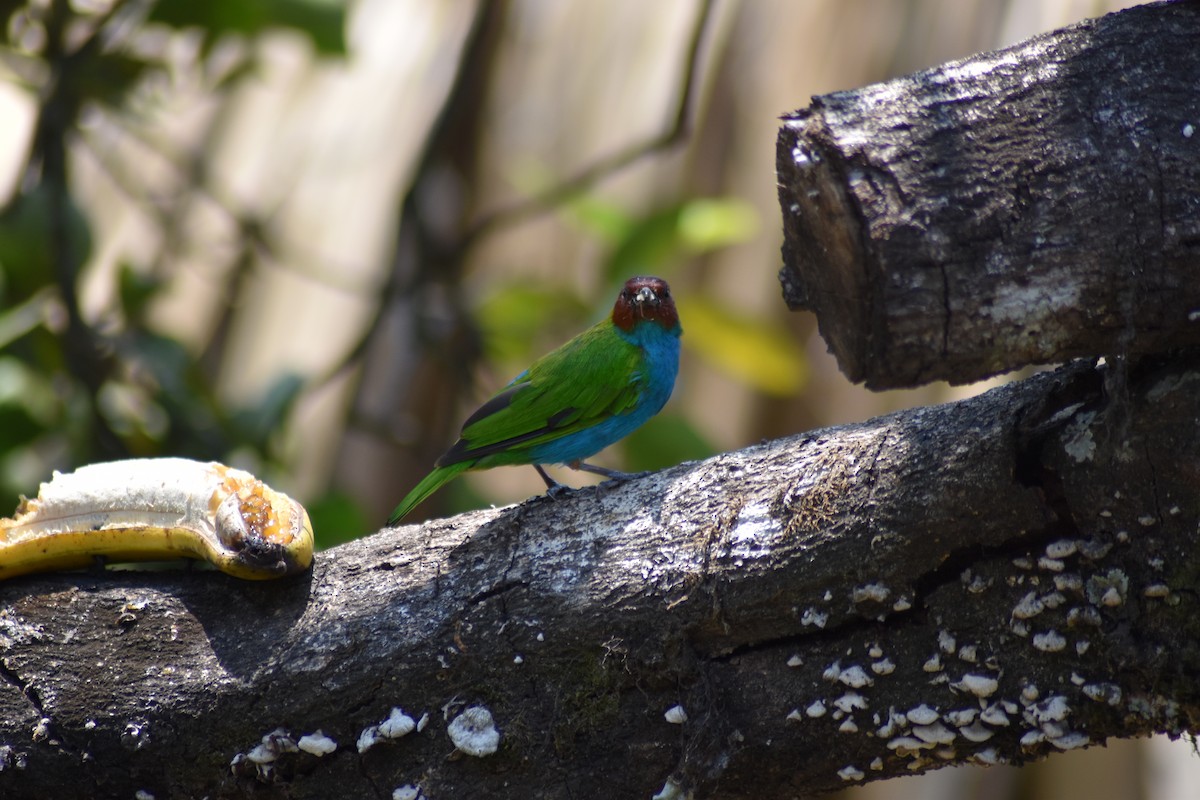 Bay-headed Tanager - ML616502473