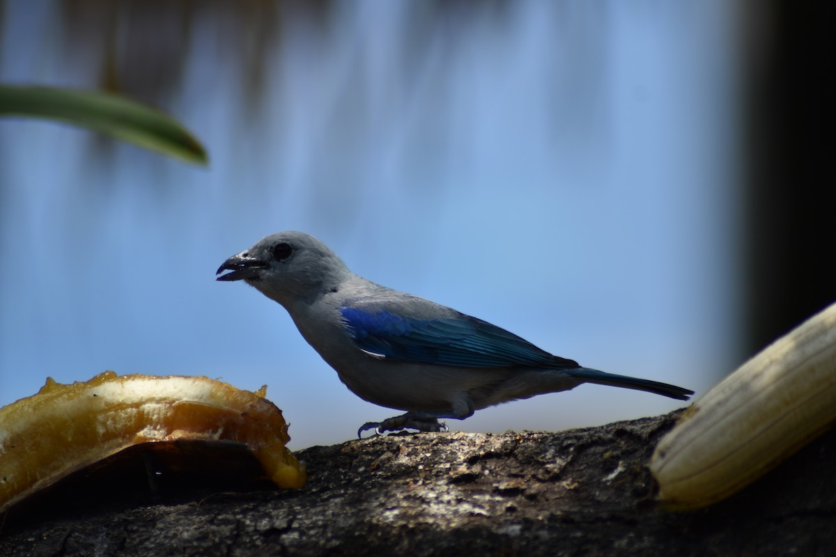 Blue-gray Tanager - ML616502479