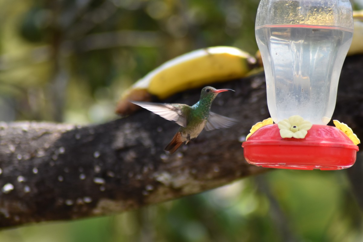 Rufous-tailed Hummingbird - ML616502488