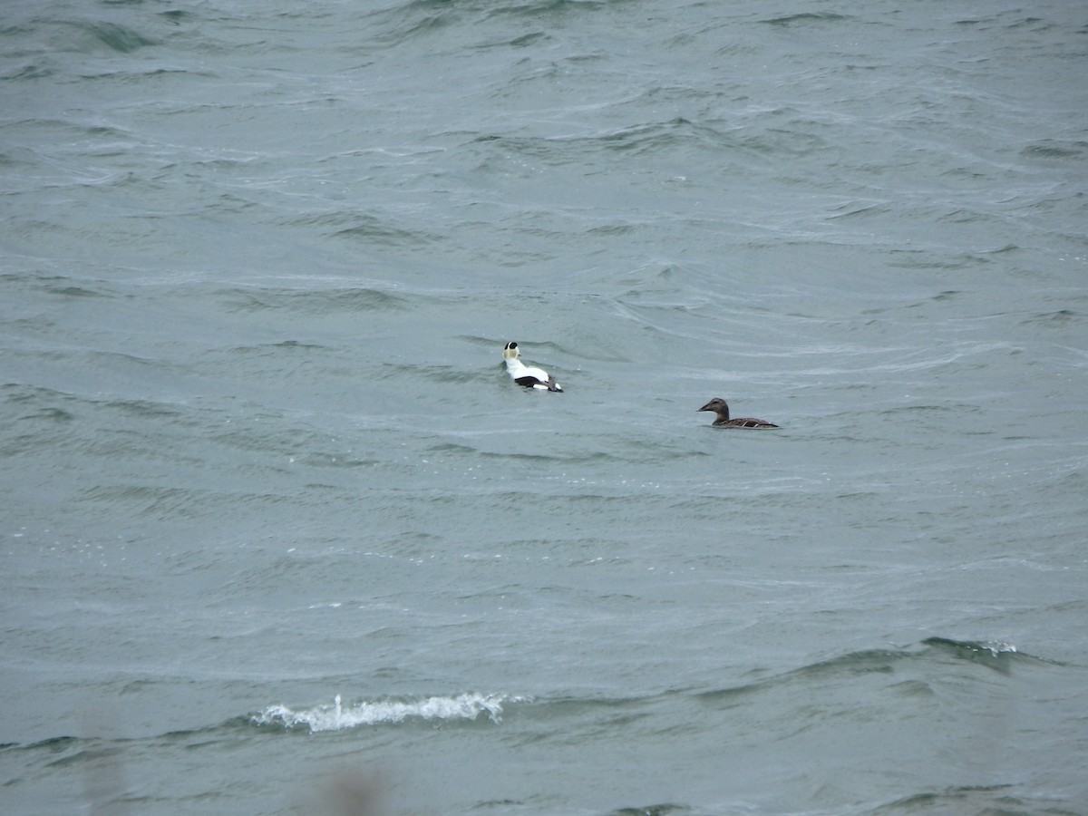 Common Eider - ML616502509
