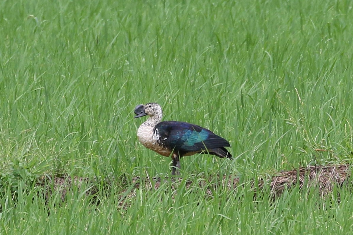 Comb Duck - ML616502524