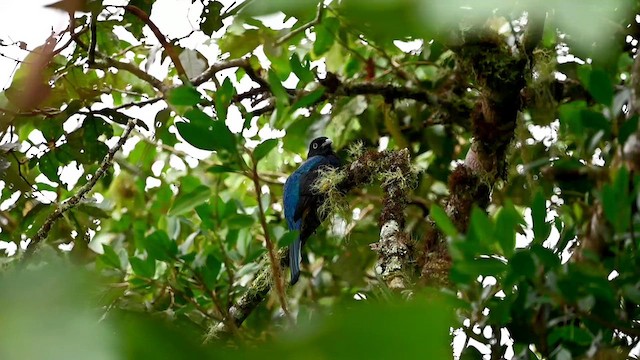 trogon zelenohřbetý - ML616502540