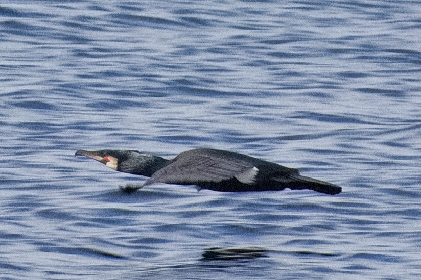 Great Cormorant - Bruce Kerr