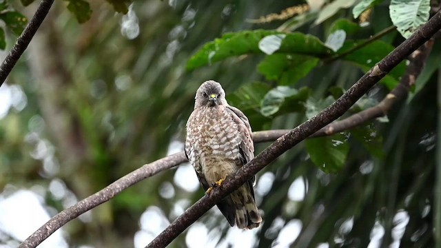 Breitflügelbussard (platypterus) - ML616502571