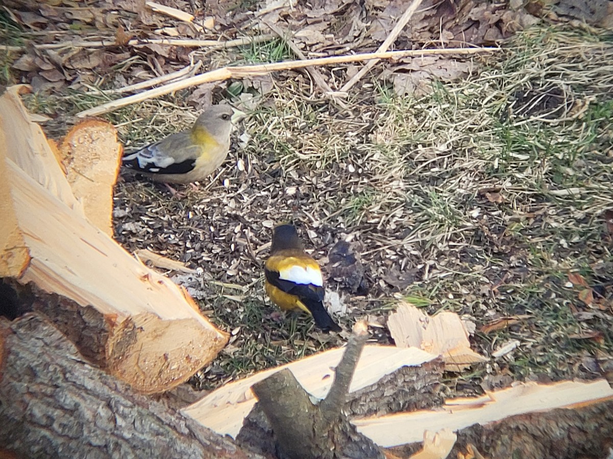 Evening Grosbeak - ML616502572