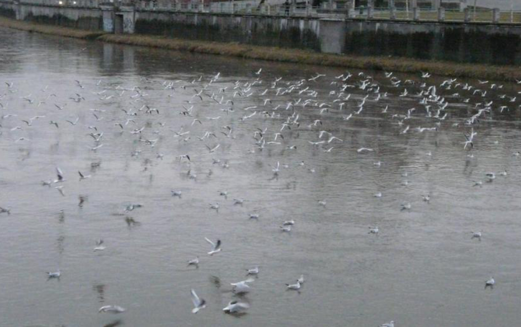 Black-headed Gull - Jiří Šafránek