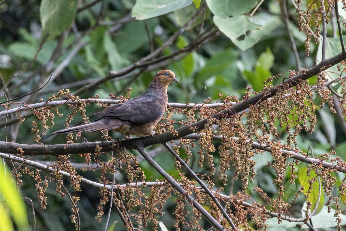 Little Cuckoo-Dove - ML616502633