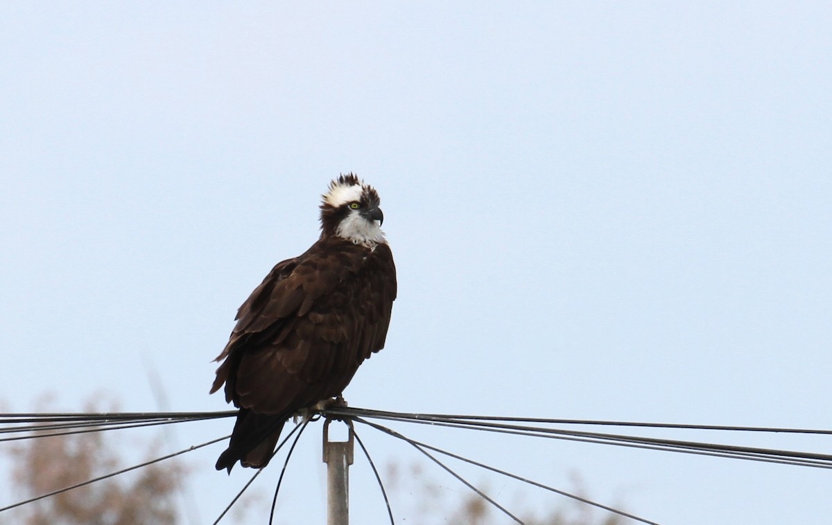 Osprey - ML616502662