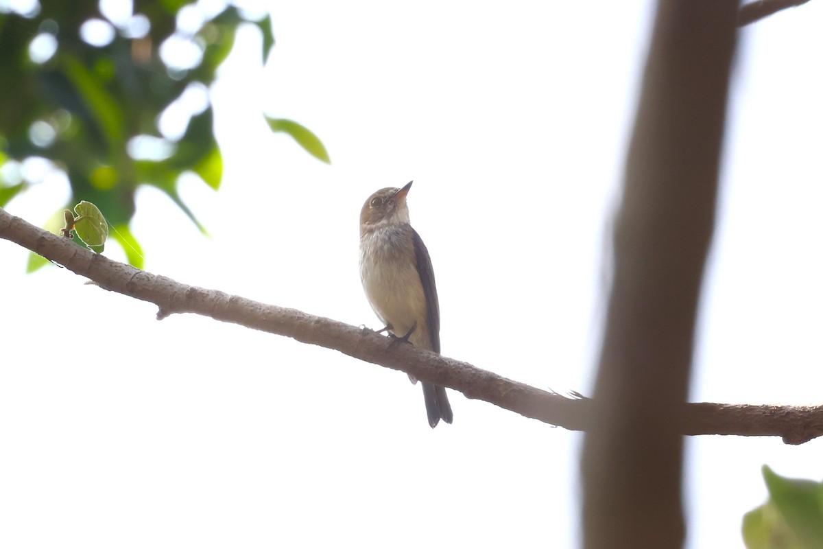 Asian Brown Flycatcher - ML616502688