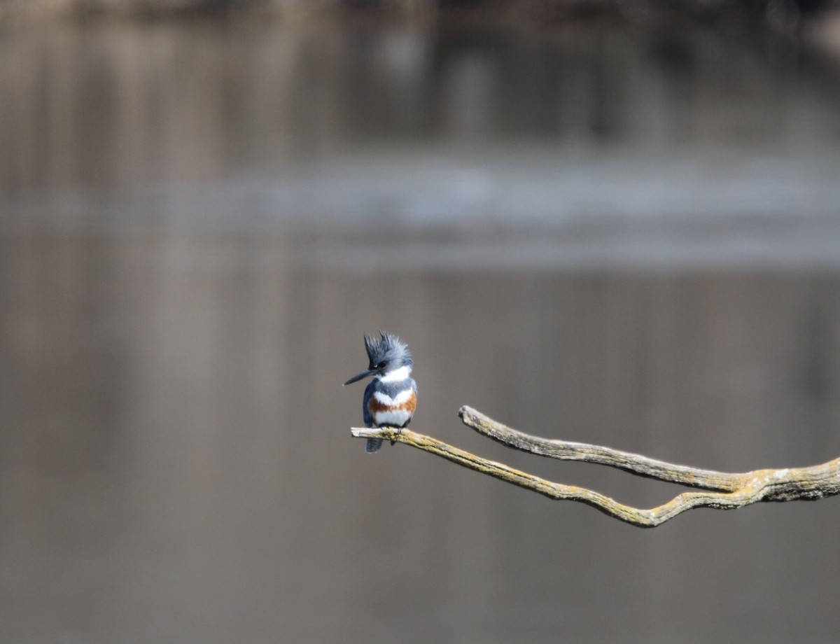 Belted Kingfisher - ML616502718