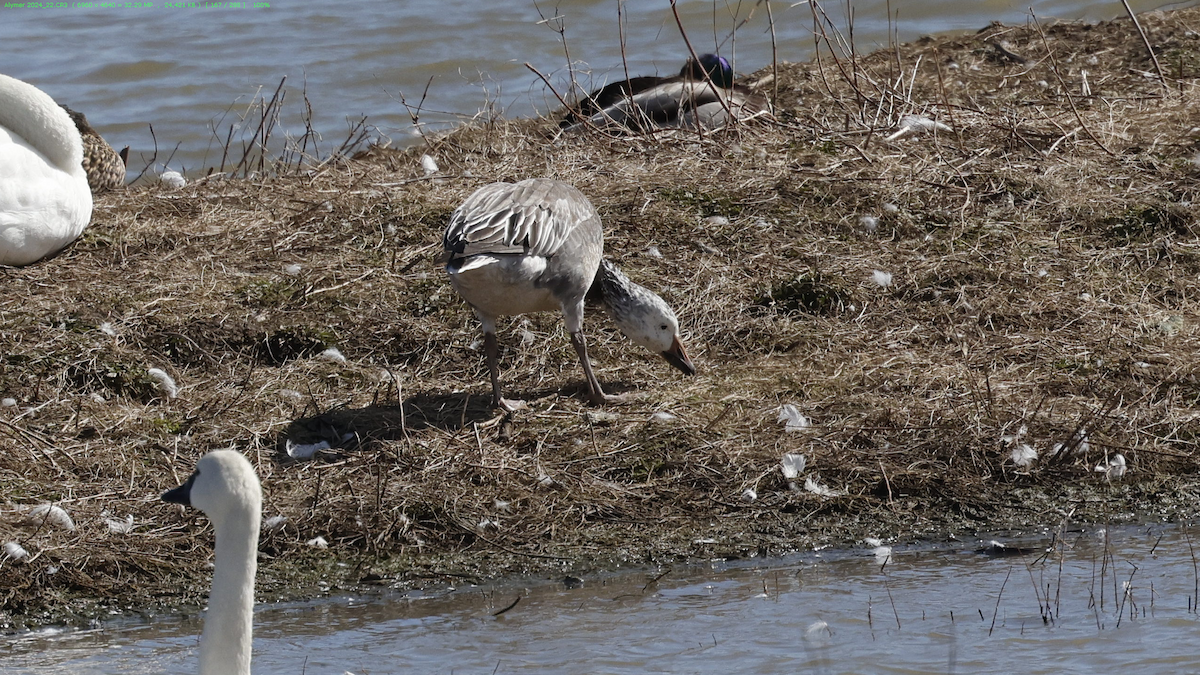 Snow Goose - Cindy Crease