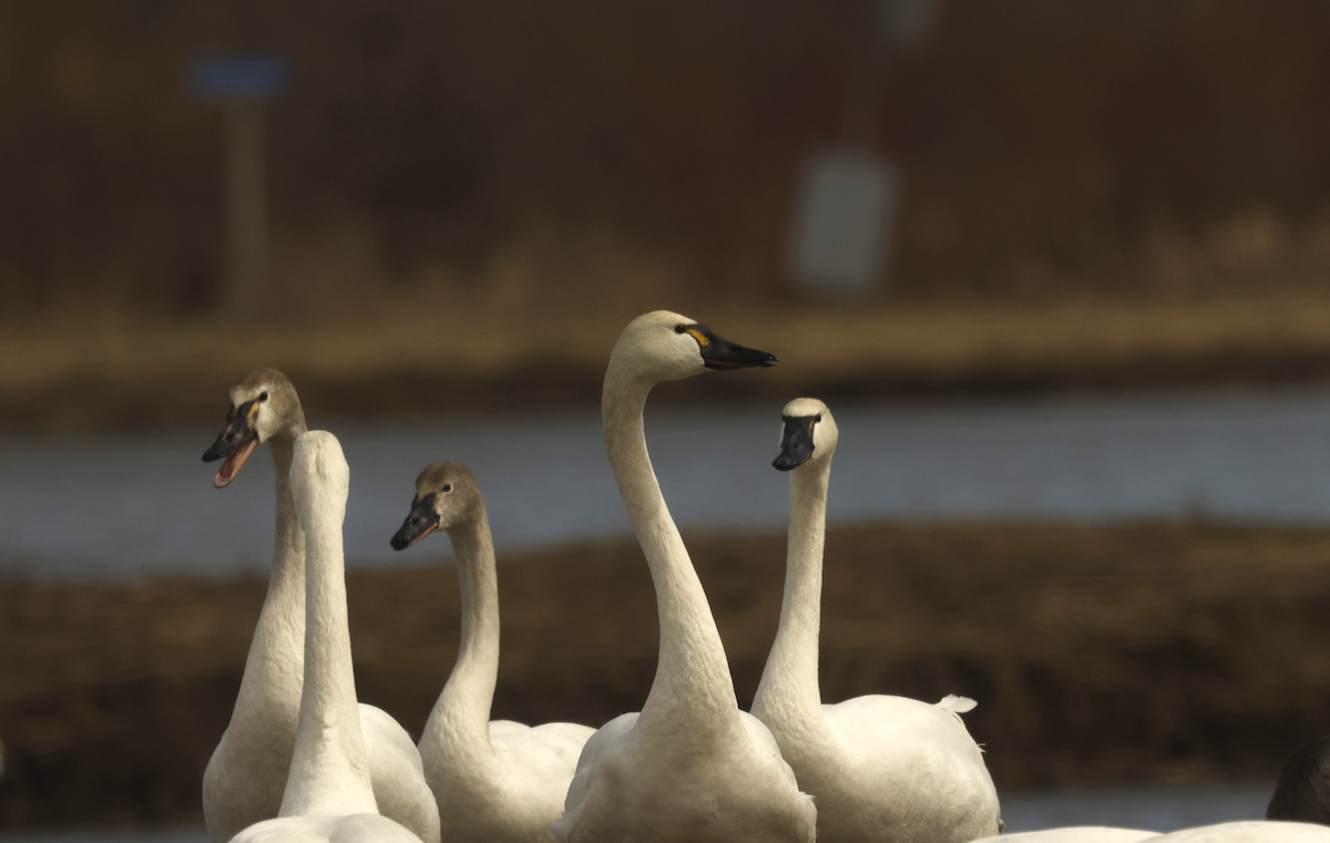 Tundra Swan - Cindy Crease