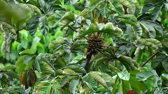 Bay-headed Tanager (Bay-and-blue) - ML616502759