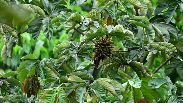 Bay-headed Tanager (Bay-and-blue) - ML616502759