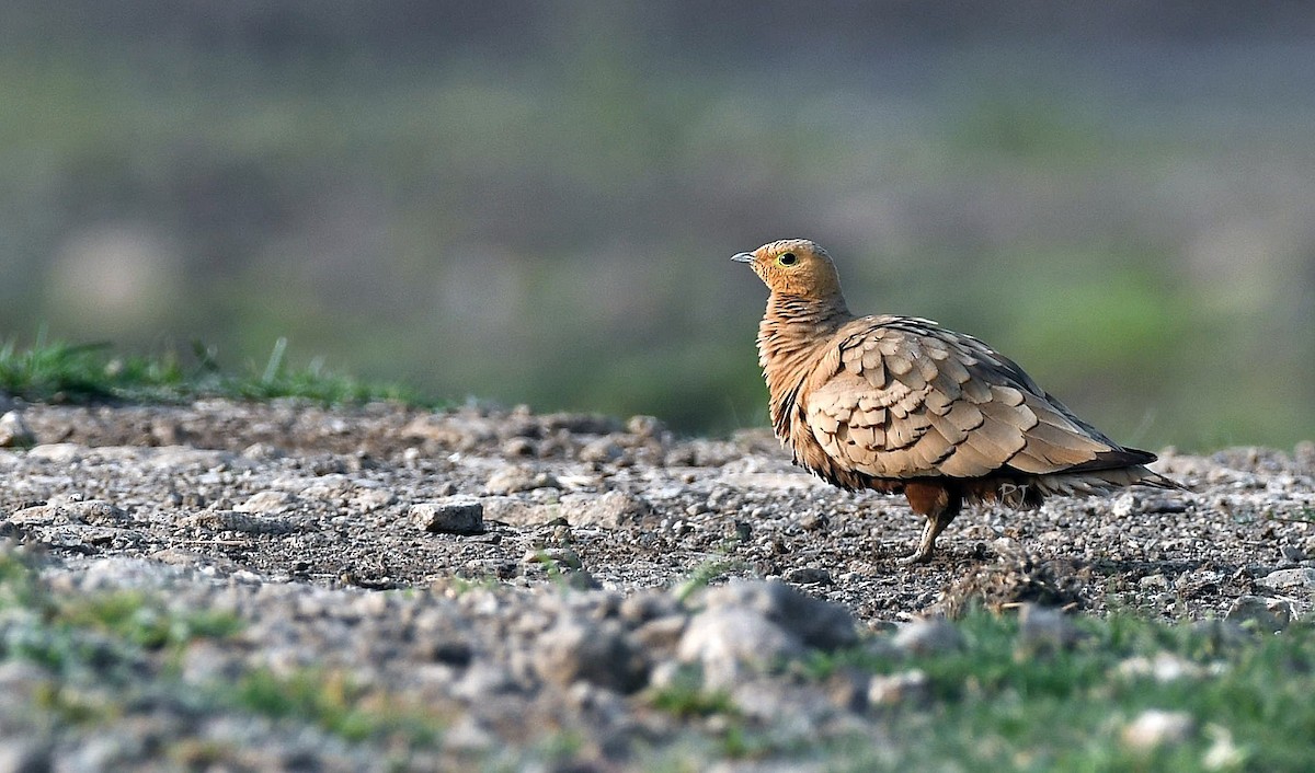 Chestnut-bellied Sandgrouse - ML616502767