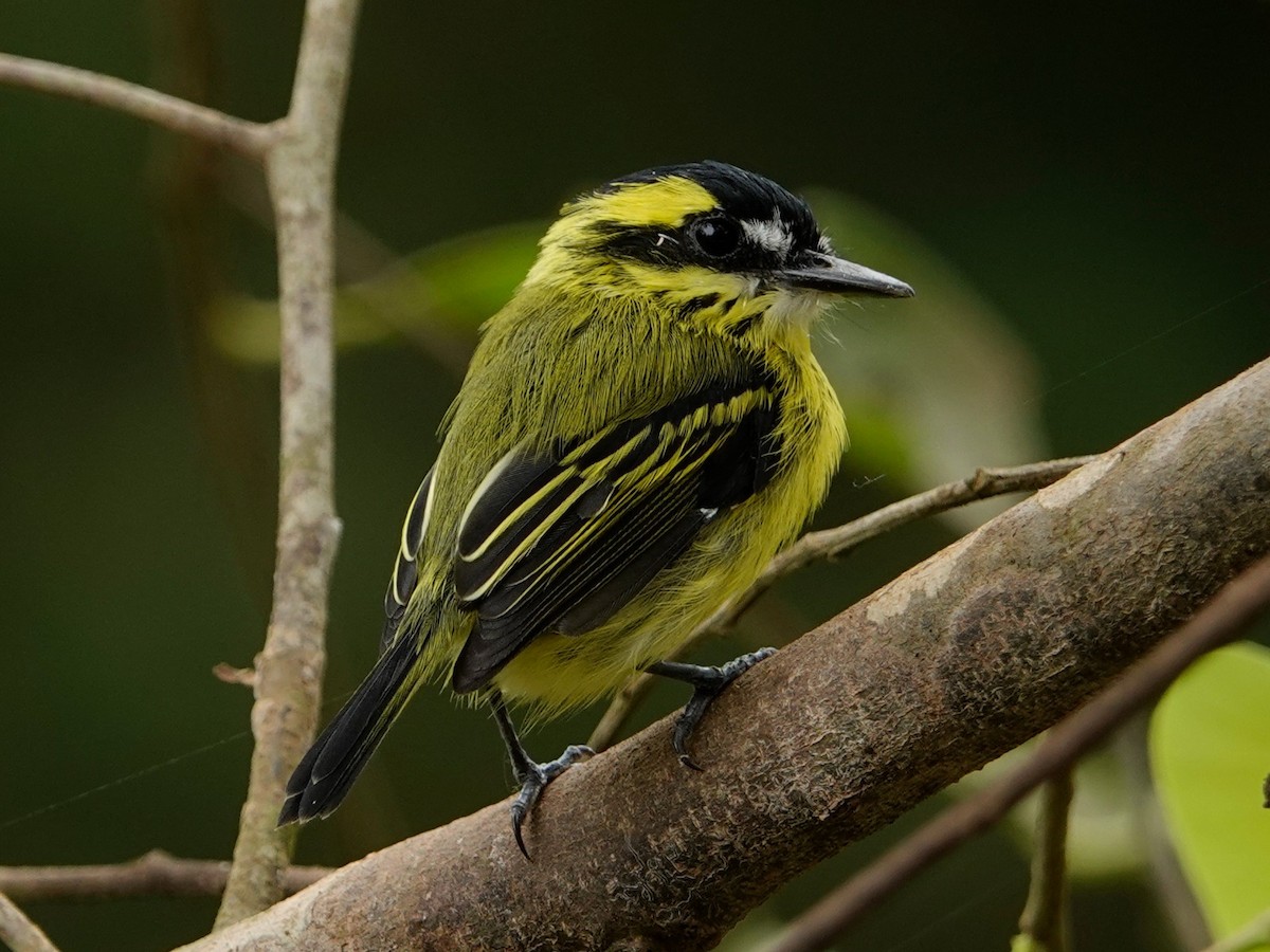 Yellow-browed Tody-Flycatcher - ML616502779