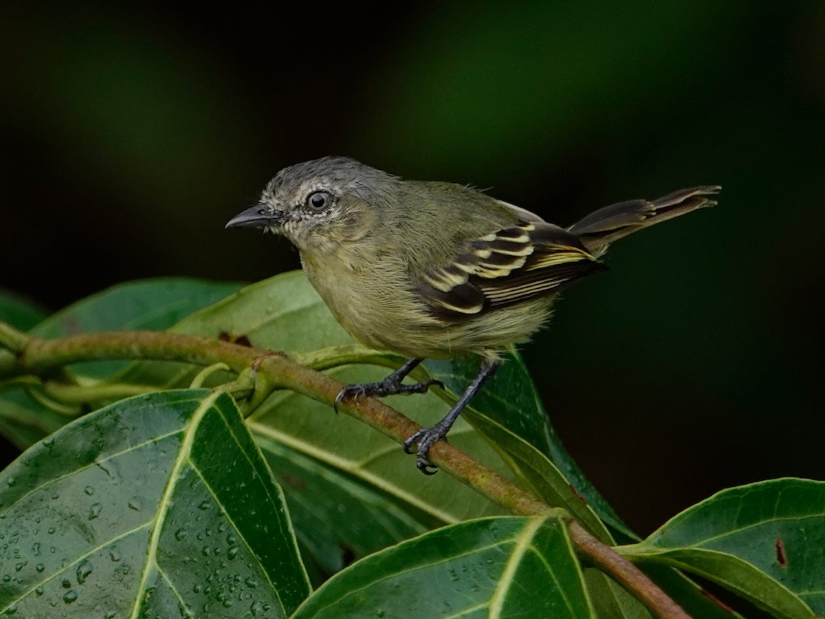 Slender-footed Tyrannulet - ML616502788