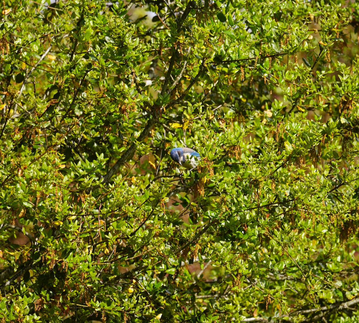 California Scrub-Jay - Louis Dentiste