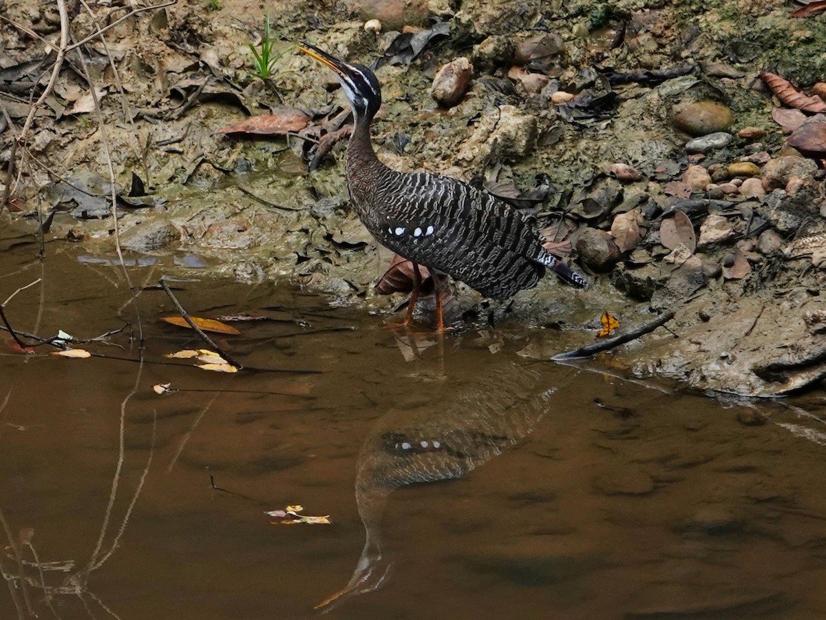 Sunbittern - ML616502809