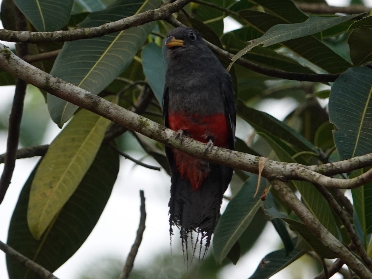 Trogon à queue noire - ML616502844