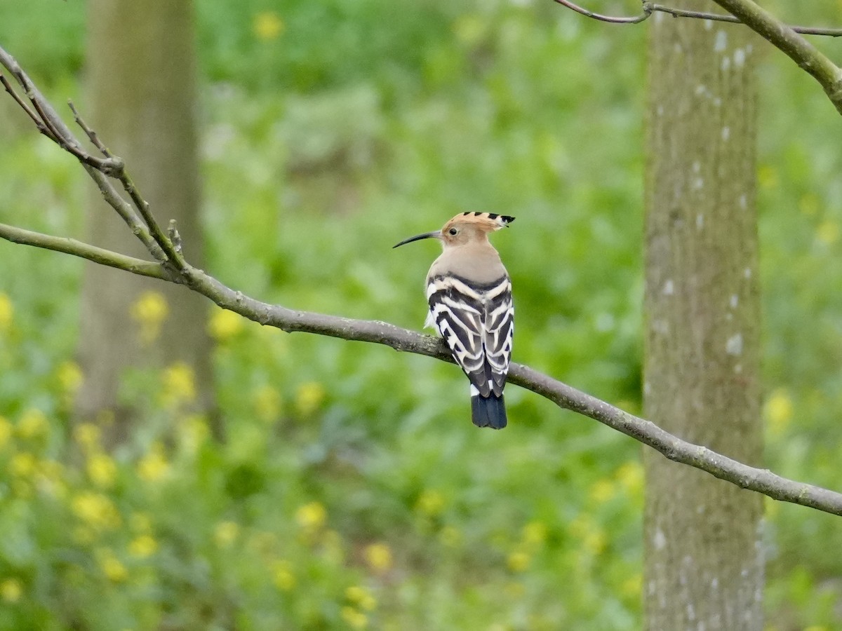 Eurasian Hoopoe - ML616502861