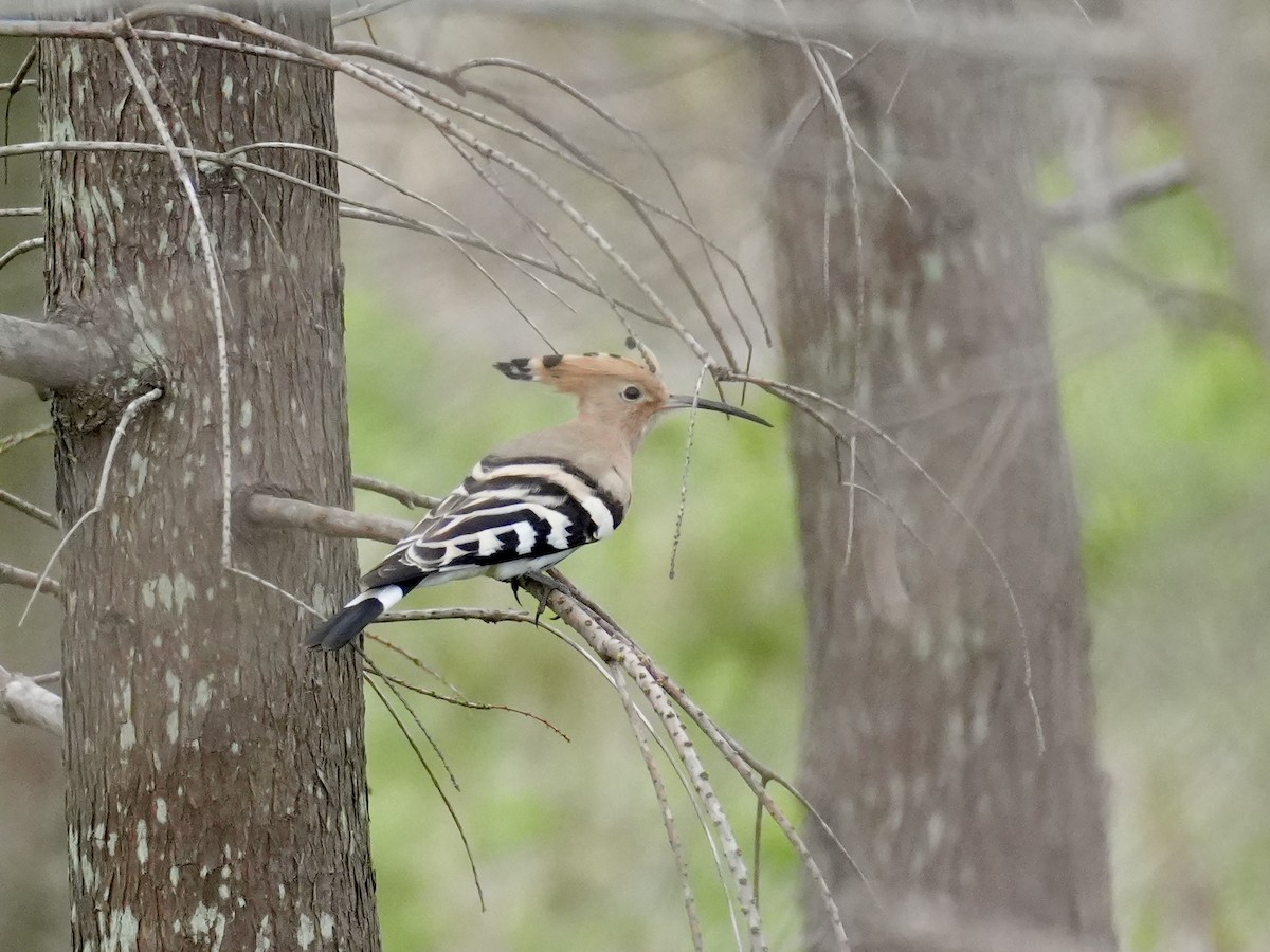 Eurasian Hoopoe - ML616502862