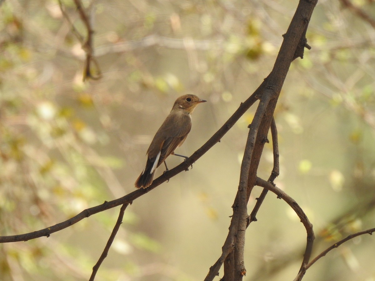 Red-breasted Flycatcher - ML616502917