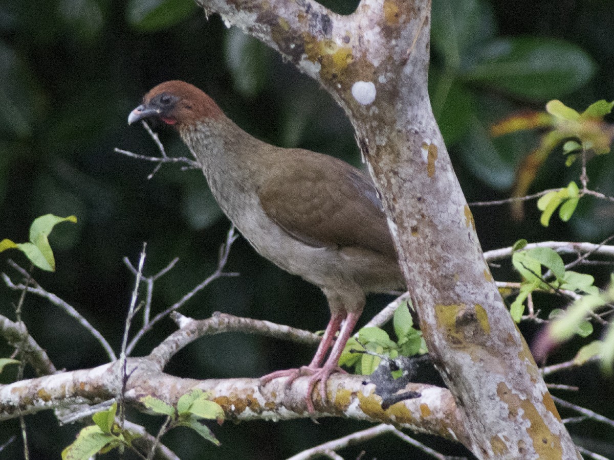 Variable Chachalaca - ML616502922