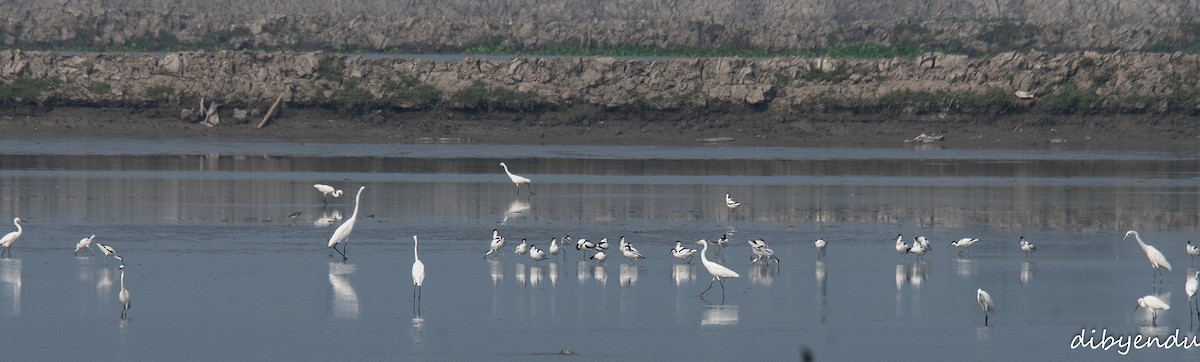 Pied Avocet - Dibyendu Paul