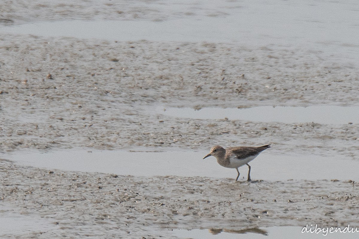 Temminck's Stint - Dibyendu Paul