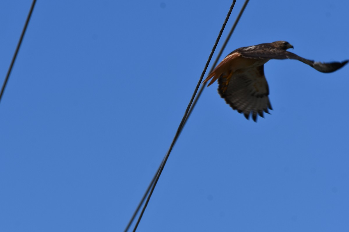 Red-tailed Hawk - ML616502943