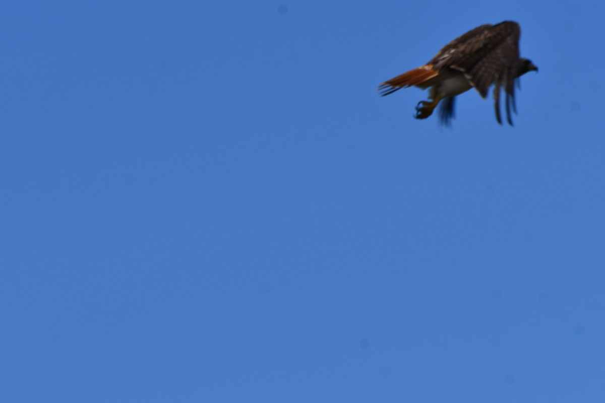 Red-tailed Hawk - ML616502945