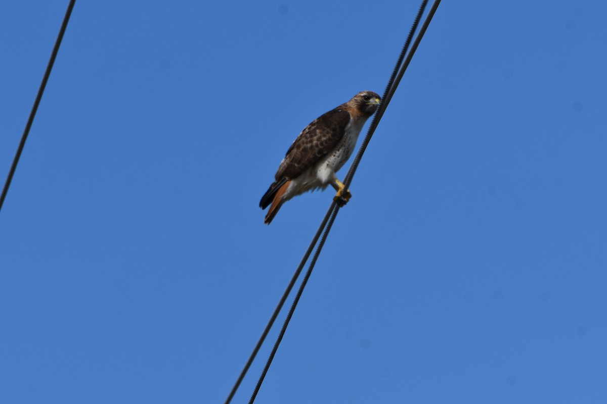 Red-tailed Hawk - ML616502947
