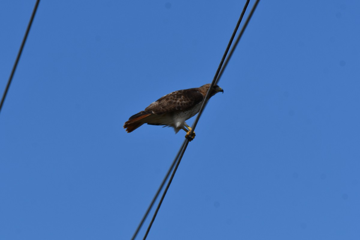 Red-tailed Hawk - ML616502948