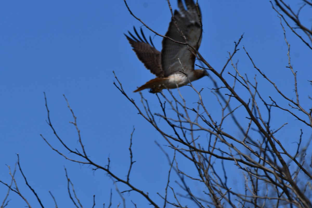 Red-tailed Hawk - ML616502949
