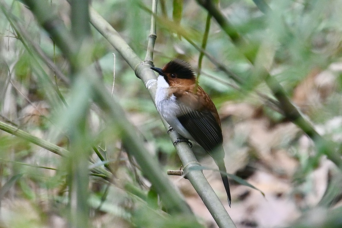 Chestnut Bulbul - ML616502988