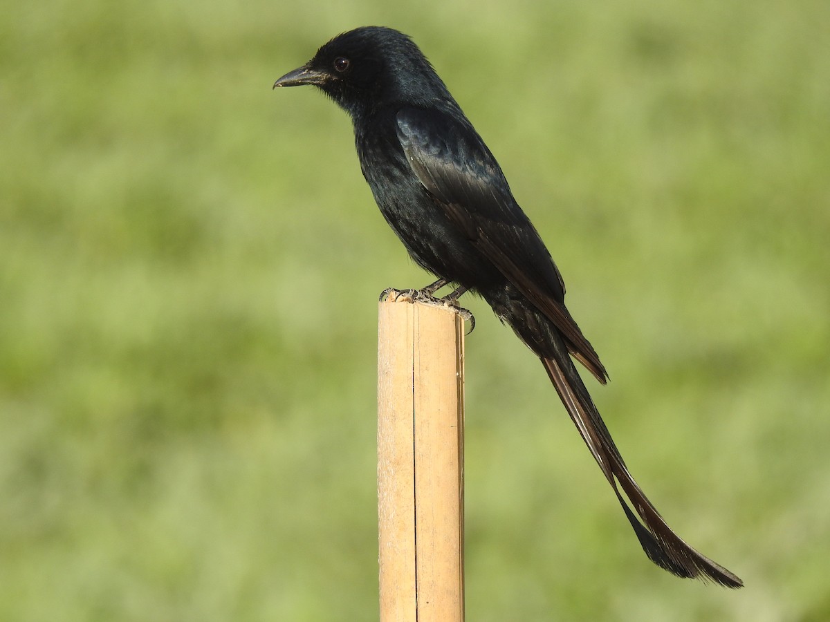 Black Drongo - Ranjeet Singh