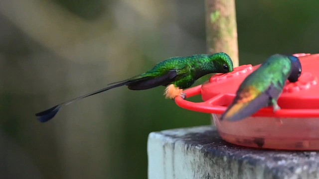 Colibrí de Raquetas Peruano - ML616503062