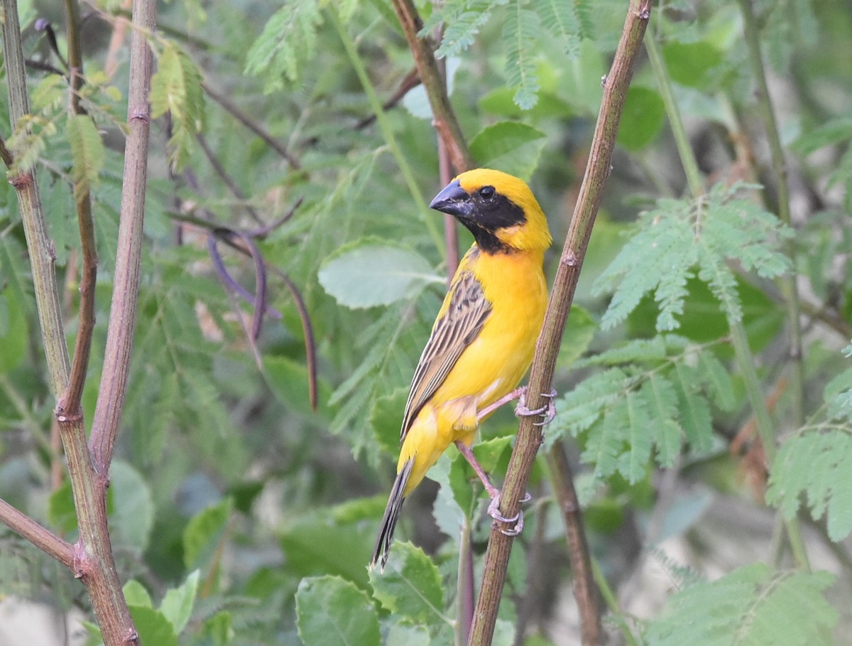 Asian Golden Weaver - ML616503068