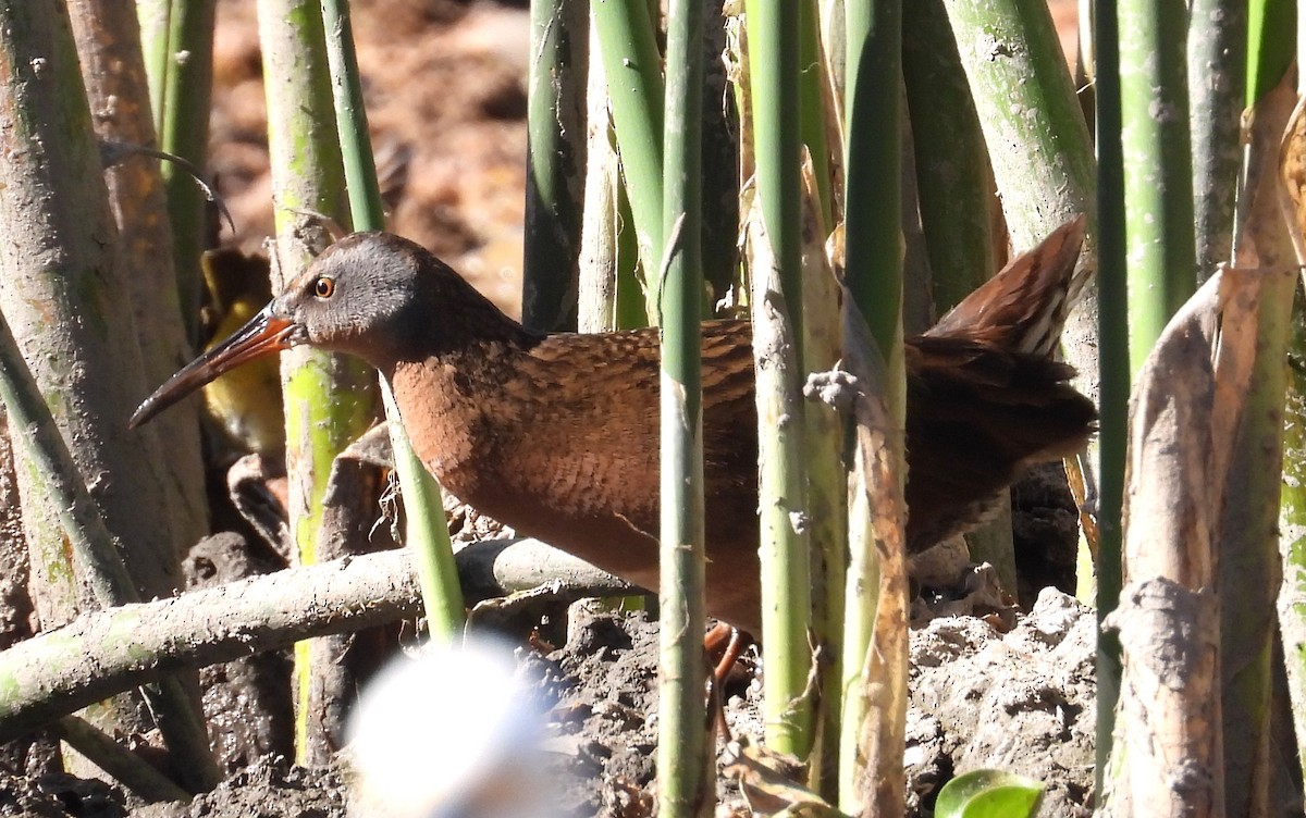 Virginia Rail - ML616503073