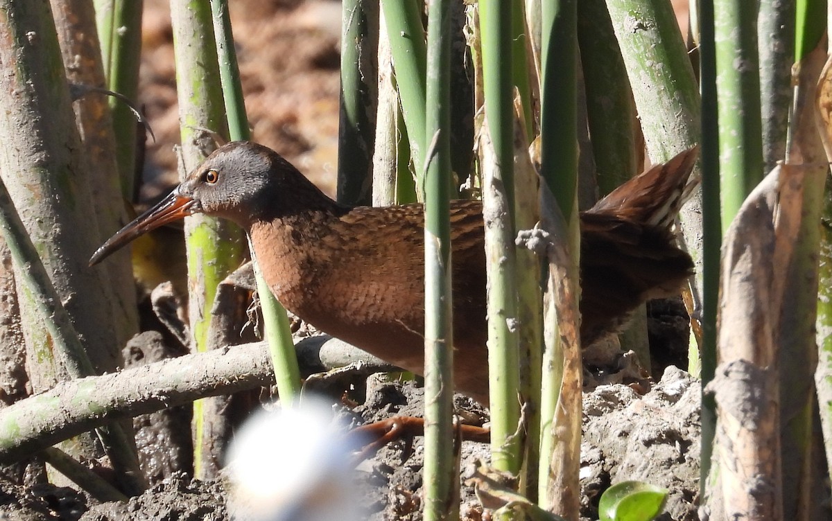 Virginia Rail - ML616503074