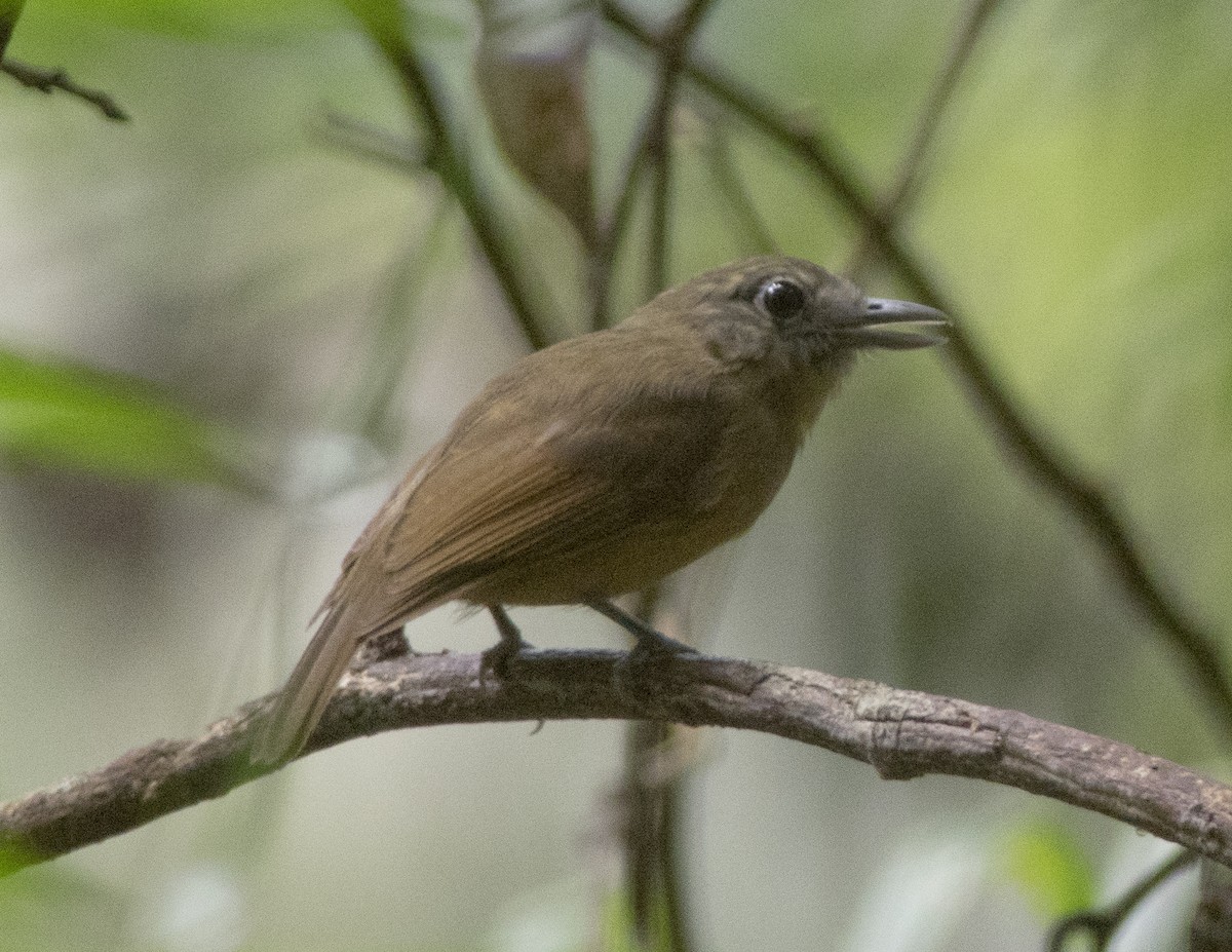 Dusky-throated Antshrike - ML616503098