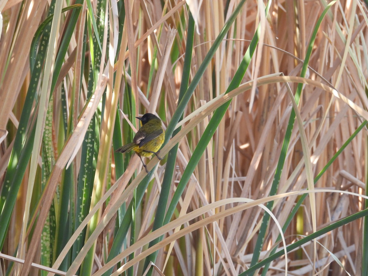 Black-polled Yellowthroat - ML616503123