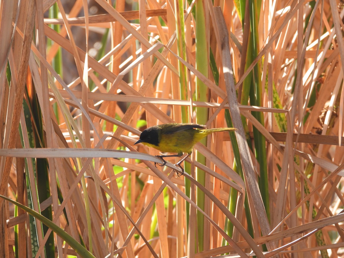 Black-polled Yellowthroat - ML616503143