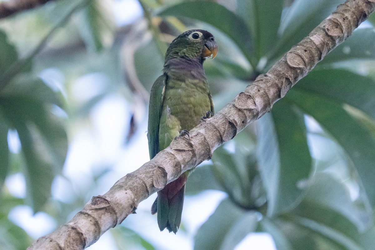 Scaly-headed Parrot - Ted Kavanagh