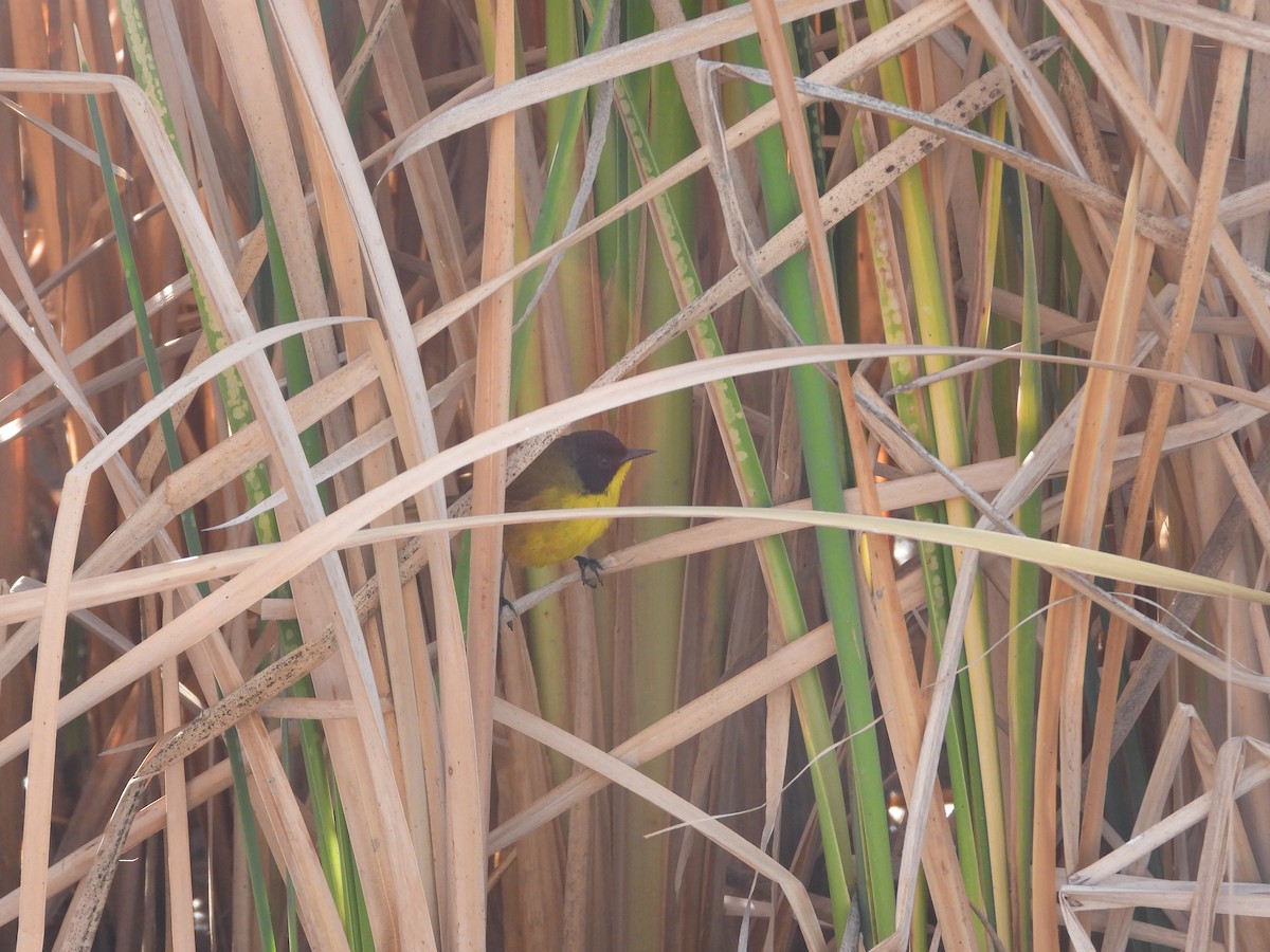 Black-polled Yellowthroat - ML616503181