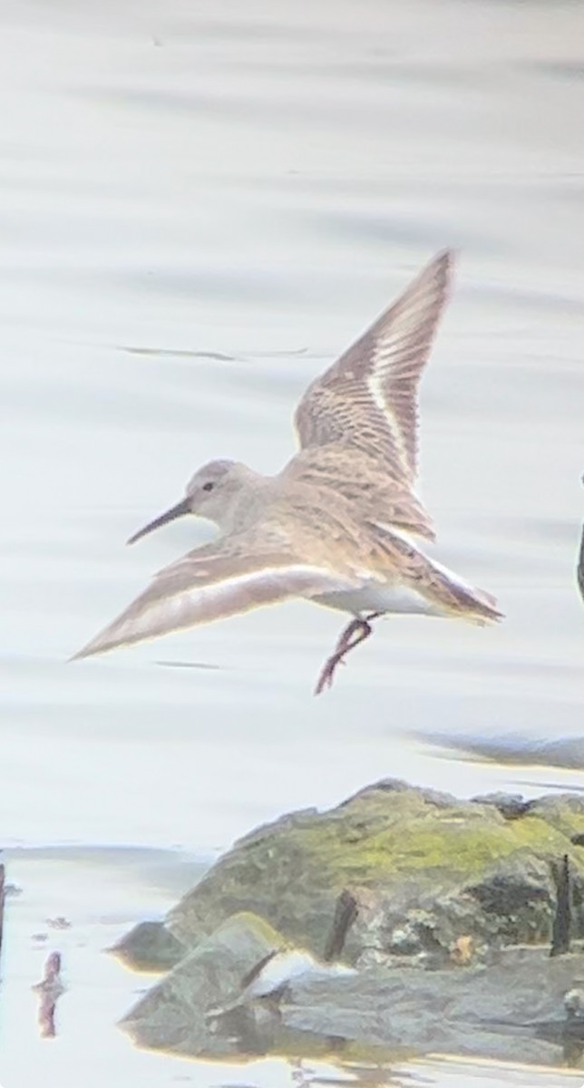 Dunlin - Simon  Cooper