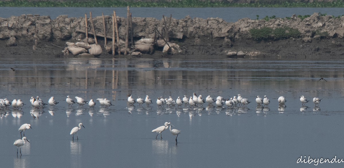 Black-headed Gull - Dibyendu Paul