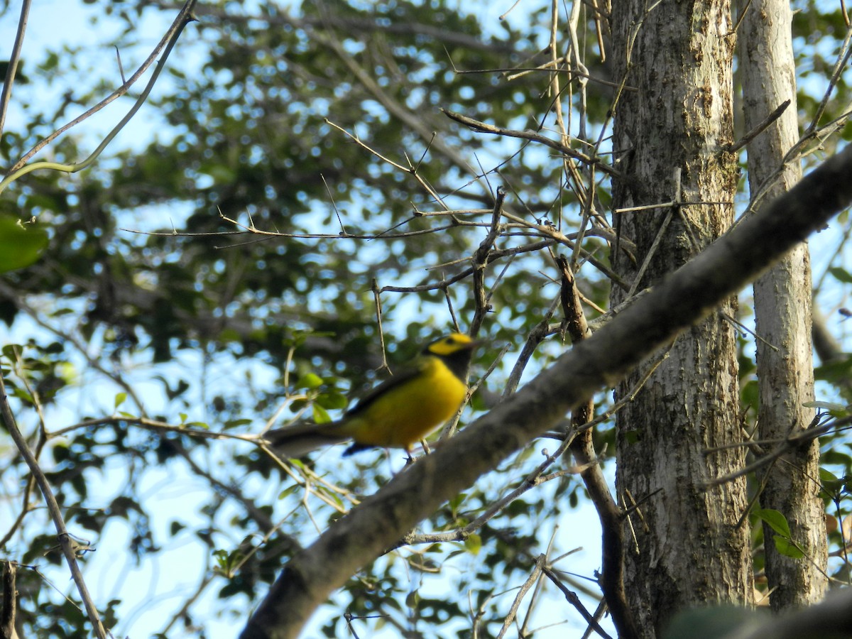 Hooded Warbler - ML616503218